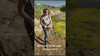 Monitoreo de tortugas de agua dulce en Santa Fe, Argentina. Estudiando como estan de salud.
