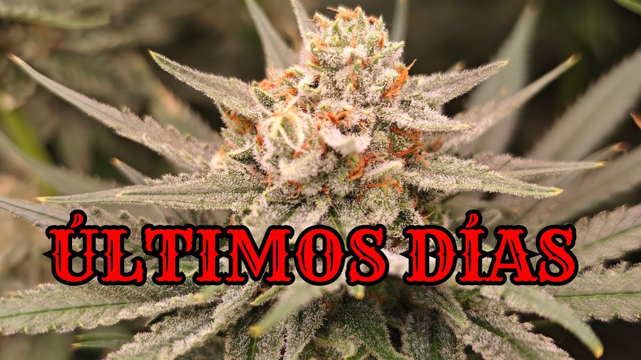 🍁 SE ACERCA EL CORTE - ÚLTIMOS DÍAS - VEMOS LOS TRICOMAS | SEMANA 7 DE FLORACIÓN 🍁