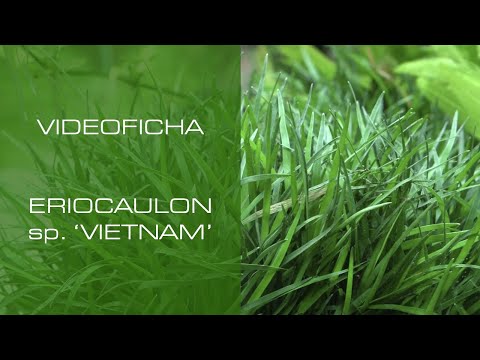 Eriocaulon sp. 'Vietnam' - VideoFicha - Unos arbustos que te cautivarán - PezVerde