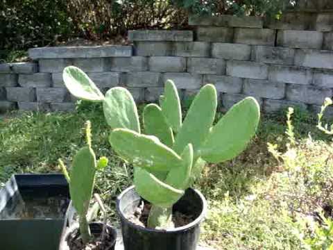 Thornless cactus nopal Super health food.
