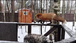 Alice the fox. Jogging along the railings.