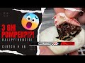 3 GHI Pompeii?!? Clutch 46. #ballpythons101 #eggcutting #fathersday