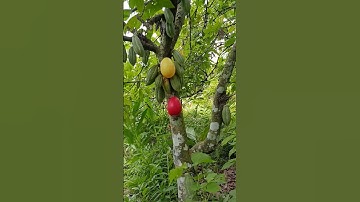 Finding eggs and cell phone on the tree #eggs #egg