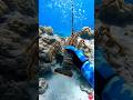 Easy Way to Catch Big Lobster 🦞 Underwater
