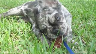 A French Bulldog Puppy and Her Pinecone by Love Wags A Tail 357 views 10 months ago 5 minutes, 6 seconds