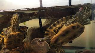 Turtles communicating