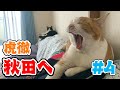 虎徹、いよいよ慣れてくる【虎徹秋田旅#4】