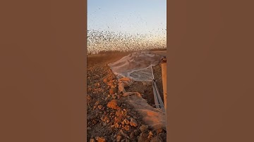 Million of birds Trapped in net #охота #hunting #chasse #birds #охота #goosehunting #wildlife