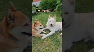 우리 무섭지요? #더빙농장 #동물더빙 #귀요미 #시골살이브이로그 #시골생활 #강아지일상