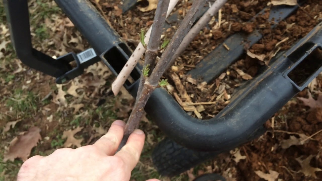 Easy Elderberry Cuttings YouTube