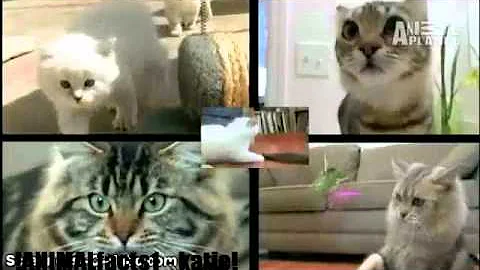 Video 4125081: american bobtail cat breed, cat learning