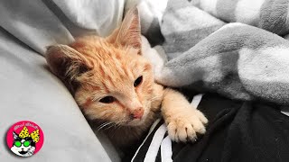 The Incredible Story of a Miracle Ginger Kitten. Trilogy. Part I: Warrior. by Nine's Catudio 404 views 1 year ago 4 minutes, 15 seconds