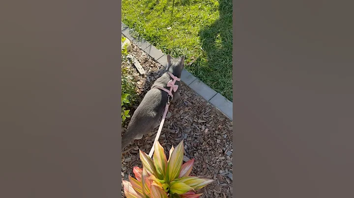 Video 8997521: russian blue cat enjoys, catlover russian, cats catlover cutecat, cat walk