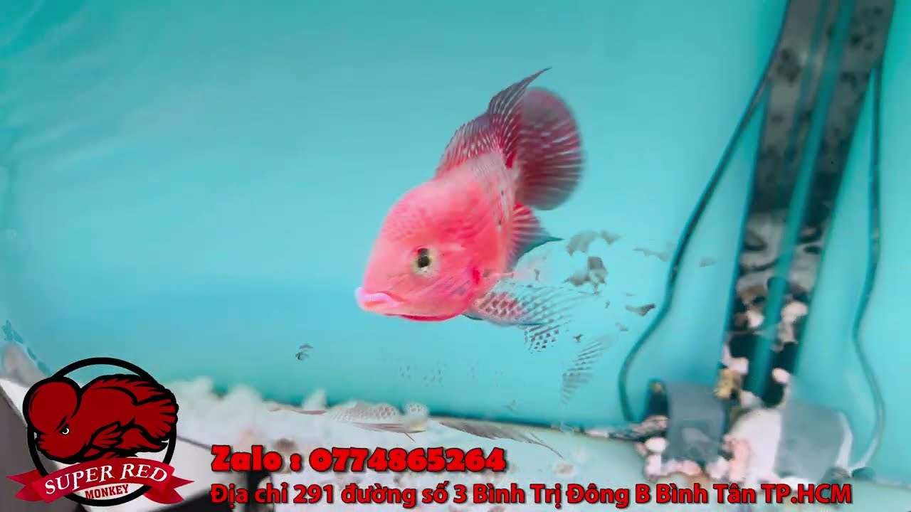 Tuyển Cá La Hán Khỉ Đỏ Giá Tốt - Số Lượng Có Hạn Từ Tại Superredmonkey
