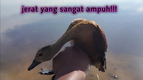 Jerat Burung Belibis yang ampuh