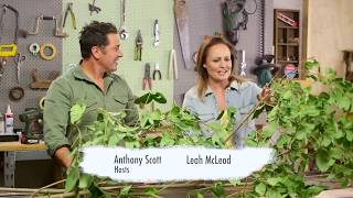 DIY Framed Tree Branch | The Home Team S5 E20