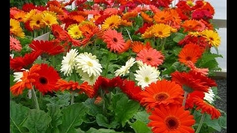 Vườn Hoa Đồng Tiền Đà Lạt | Tuấn Nguyên Corp