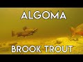 Algoma Brook Trout