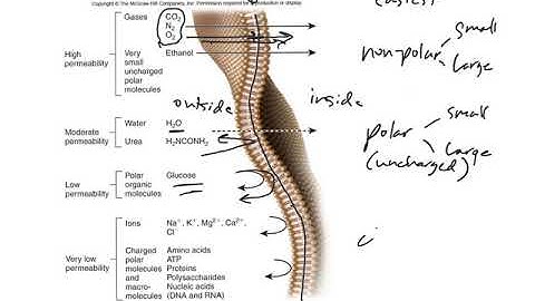 Membrane selective permeability