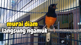 SUARA MURAI GACOR MANGGIL LAWAN COCOK UNTUK MURAI BAHAN AGAR CEPAT BUNYI DAN GACOR