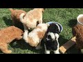 Family’s Standard Poodles: Puppies are 7 weeks old