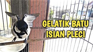 Burung Gelatik Gacor Isian Pleci