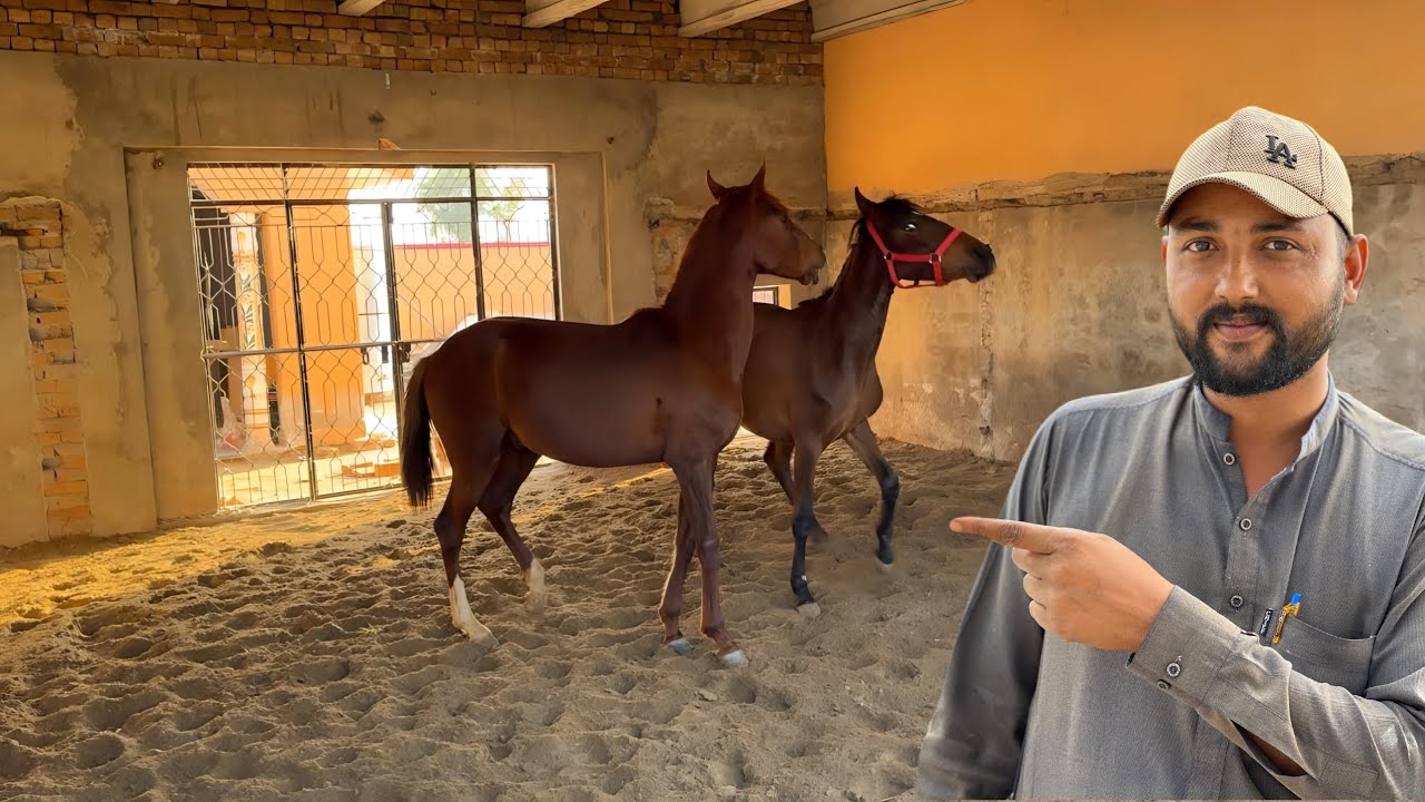 Kai Dinon Ki Mehnat Rang Layi! 😍 | Finally Hamara Horse Ring Ban Gaya!