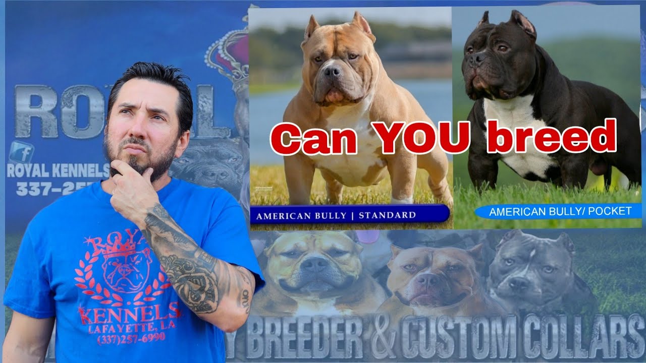 American Bully - Standard