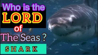 Who is the Lord of the seas? #animals #history #shark #seaanimals #sharks #hewan #sejarah #viralreel screenshot 5