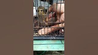 kelakuan sejoli (dalam proses perkawinan) #tupaikelapa #tupai #bajingkelapa #hewan #peliharaan
