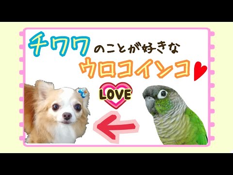 チワワの事が好きで邪魔してしまうウロコインコ。 Chihuahua Green-cheeked parakeet Pyrrhura molinae チワワの事が好きで邪魔してしまうウロコインコ。 Chihuahua Green-cheeked parakeet Pyrrhura molinae