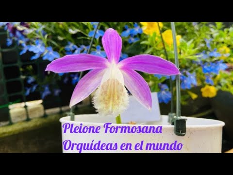 Orquídea Pleione Formosana. ║Orquídeas en el mundo - thptnganamst.edu.vn