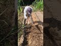 Smart idea to loosen the soil with a simple hoe-Agriculture farming #shorts