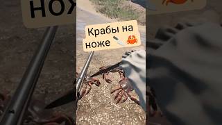 Крабы на ноже 🔪🦀#bootstrapisland #vr #game #survival #letsplay