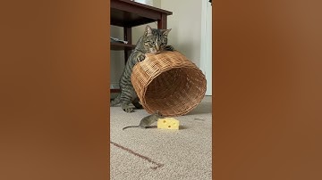Shocking! The cat sets a trap and waits in silence
