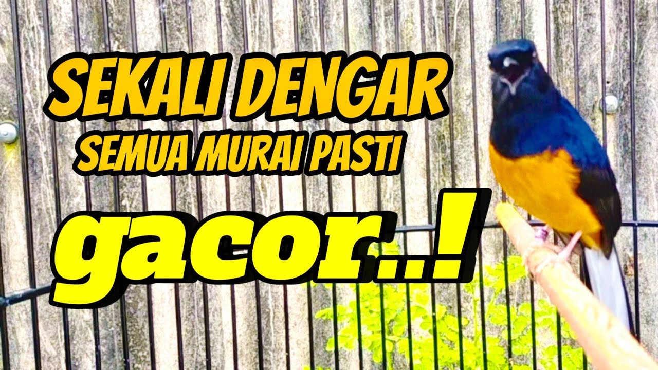 TERAPI MURAI BATU MACET BUNYI, DI JAMIN LANGSUNG NYAUT.GACOR. NEMBAK-NEMBAK BONGKAR MATERI