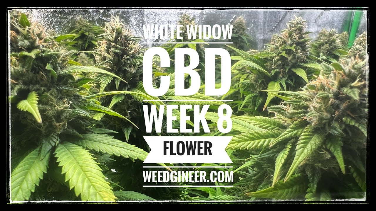 White Widow CBD Week 8 Flower | WEEDGINEER.com