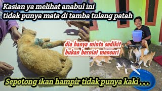 Anabul tanpa mata mencuri ikan, hampir tidak punya kaki lagi ‼️