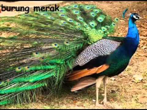 Video IPS SMP Kelas 7 Persebaran Flora Fauna  Indonesia 