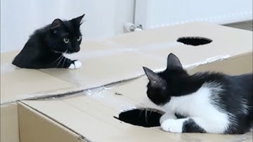 Our cats loved this simple toy! | Uni and Nami