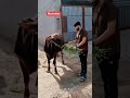 kurbani ka janver