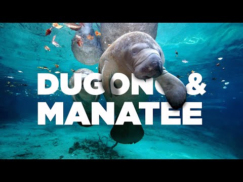 Membedakan Sirenian (Dugong & Manatee) #AlamSemenit