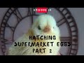 Hatching Supermarket Eggs - Part 2