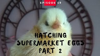 Hatching Supermarket Eggs  Part 2