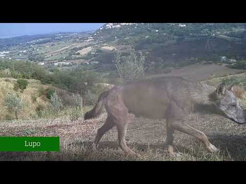 La ricca fauna delle colline di Torriana, immortalata in un video da OaSI APS