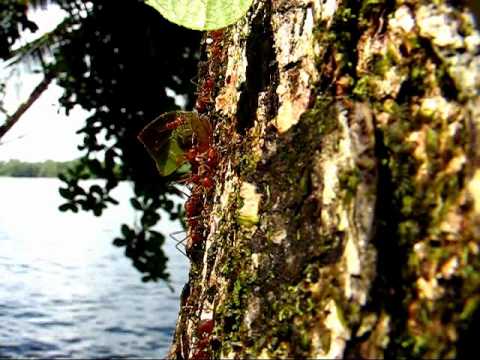 Leaf Cutter Ants in Costa Rica - YouTube