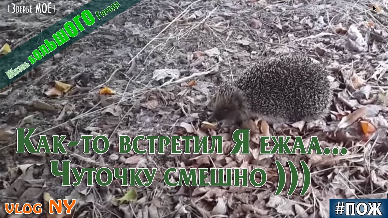 Как-то встретил я ежааа... Турбо ежик. Чуточку смешная история ...