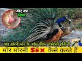 मोर मोरनी संबंध कैसे बनाते है देख लो | Amazing Facts About Peacock in Hindi | Peacock