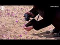 Web extra chiles atacama desert blooms in rare phenomena