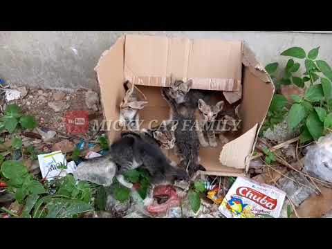 Video: Kucing Bertahan Dua Hari Di Everglades Setelah Dibuang Dari Kereta